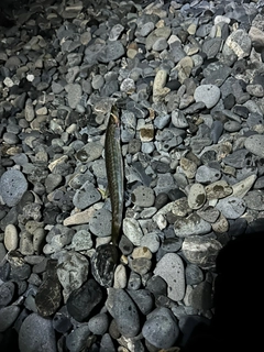 カマスの釣果