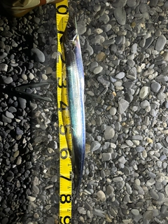 タチウオの釣果
