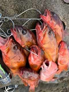 アカハタの釣果