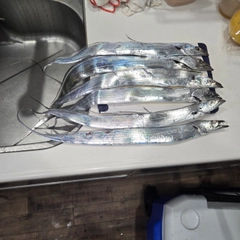 タチウオの釣果