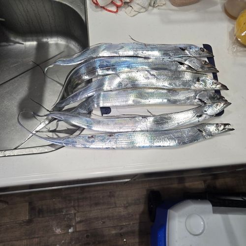 タチウオの釣果