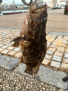 タケノコメバルの釣果