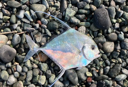 イトヒキアジの釣果