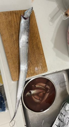 タチウオの釣果