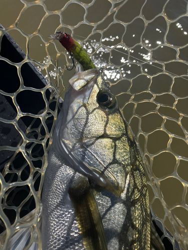 シーバスの釣果