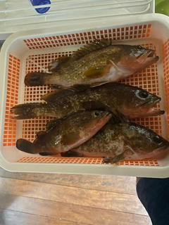アコウの釣果