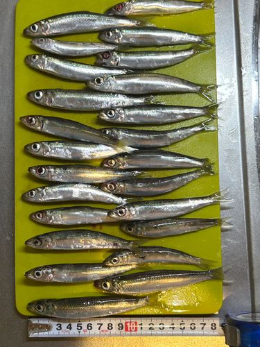 ウルメイワシの釣果