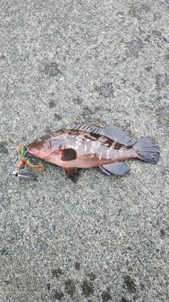 キジハタの釣果