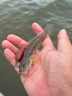 マハゼの釣果