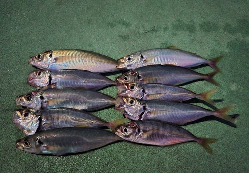 マアジの釣果