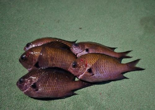 スズメダイの釣果