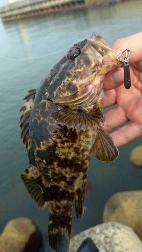 タケノコメバルの釣果