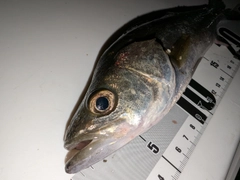 セイゴ（マルスズキ）の釣果