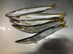 アカカマスの釣果