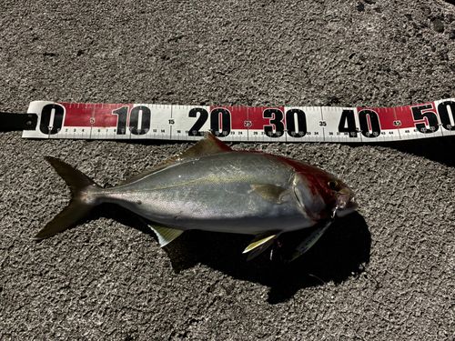 シオの釣果