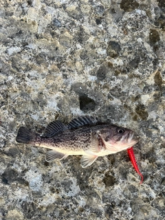 ソイの釣果