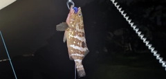 アコウの釣果