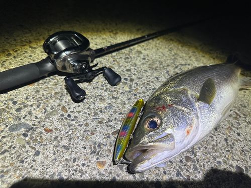 シーバスの釣果