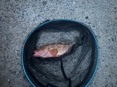 アコウの釣果