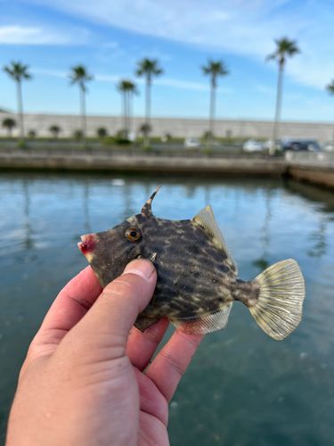 カワハギの釣果