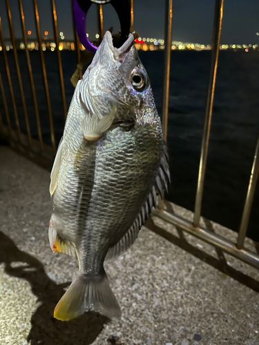 キビレの釣果
