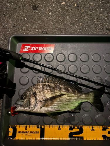 クロダイの釣果