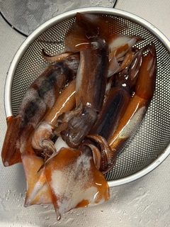 スルメイカの釣果