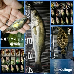 メバルの釣果