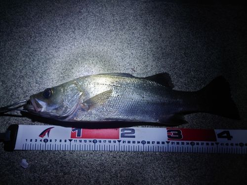 ヒラスズキの釣果