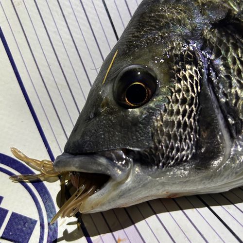 クロダイの釣果