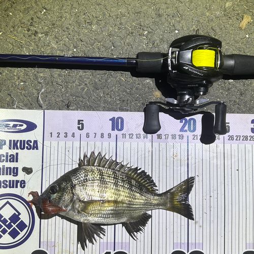クロダイの釣果