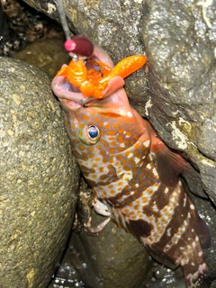 キジハタの釣果