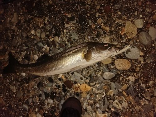 スズキの釣果