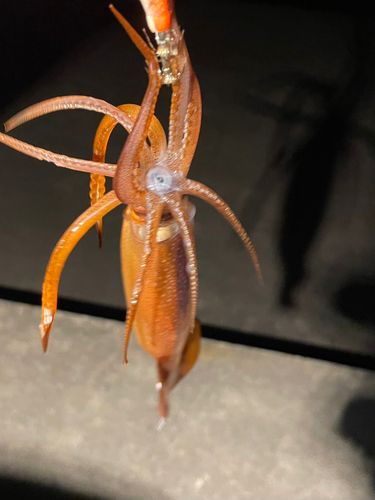 スルメイカの釣果