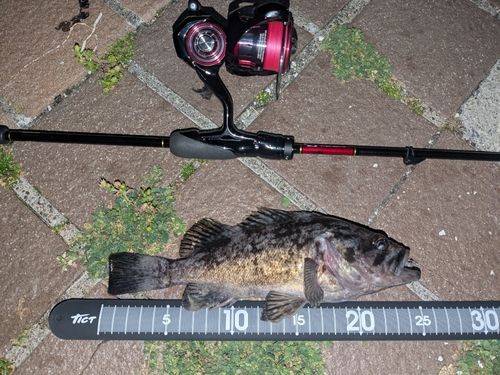 クロソイの釣果