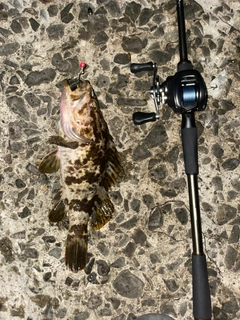 ベッコウゾイの釣果