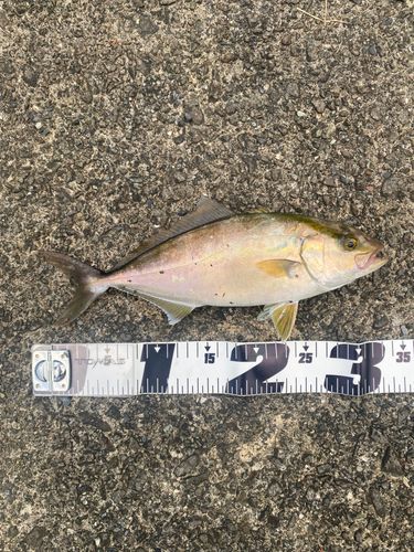 カンパチの釣果