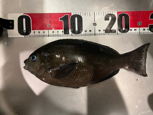メジナの釣果