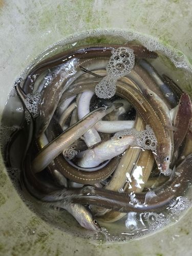 アナゴの釣果