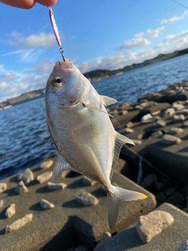 ロウニンアジの釣果