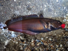 ドンコの釣果