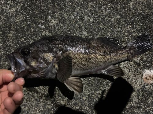 ソイの釣果