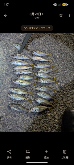 マアジの釣果