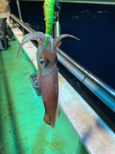 ケンサキイカの釣果