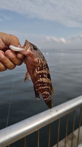 キジハタの釣果