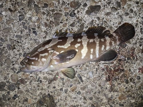 クエの釣果