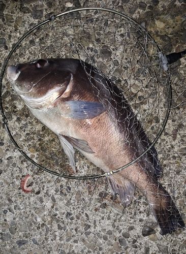 コショウダイの釣果