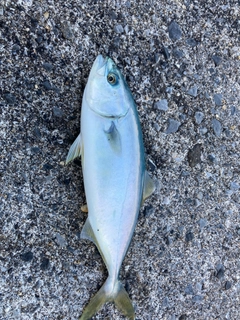 ワカシの釣果