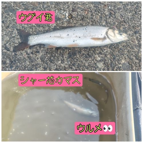 ウグイの釣果