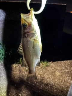 セイゴ（マルスズキ）の釣果